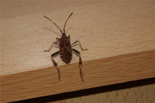 Réf. 335 685 : Leptoglossus occidentalis